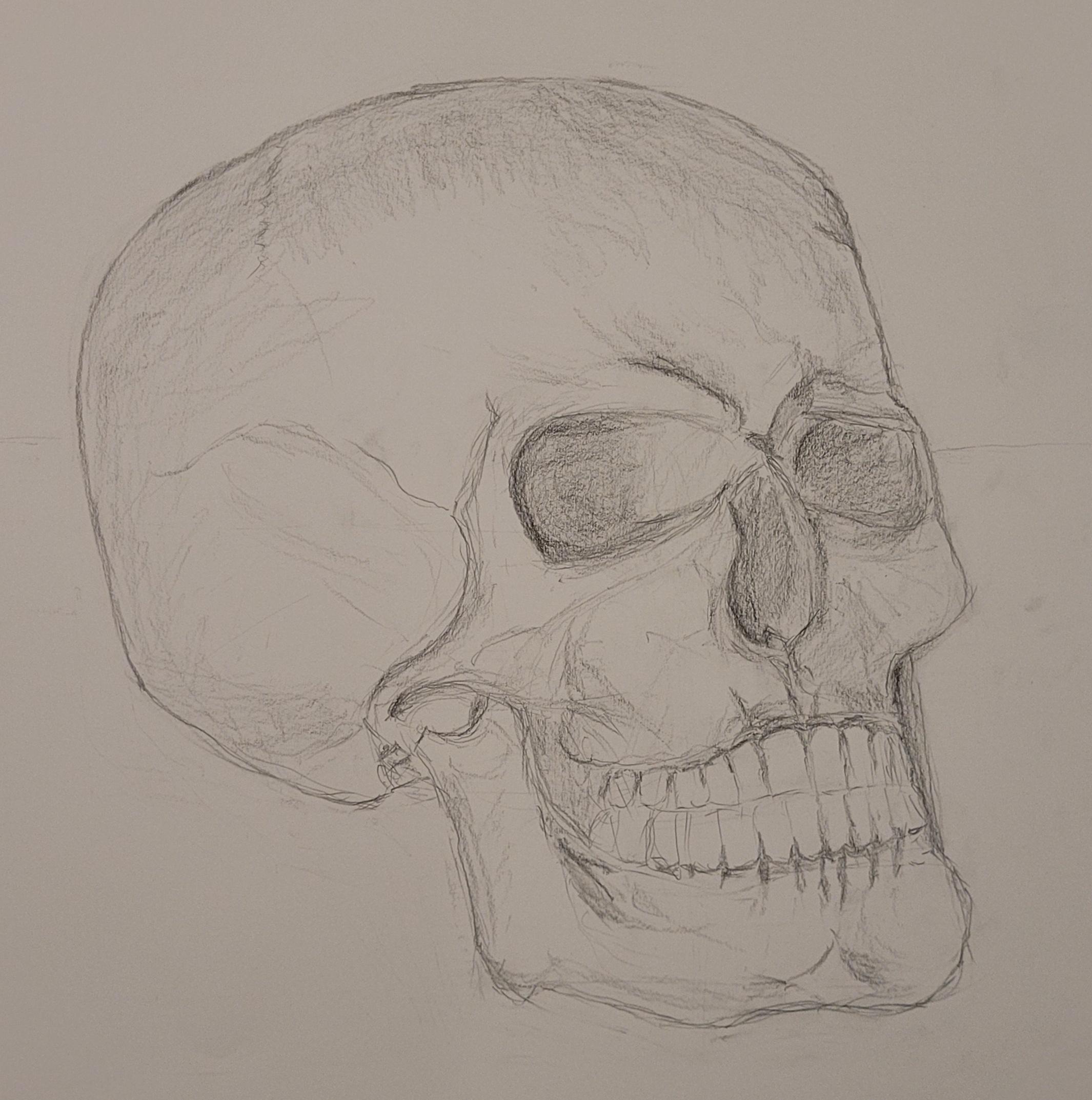 Human skull