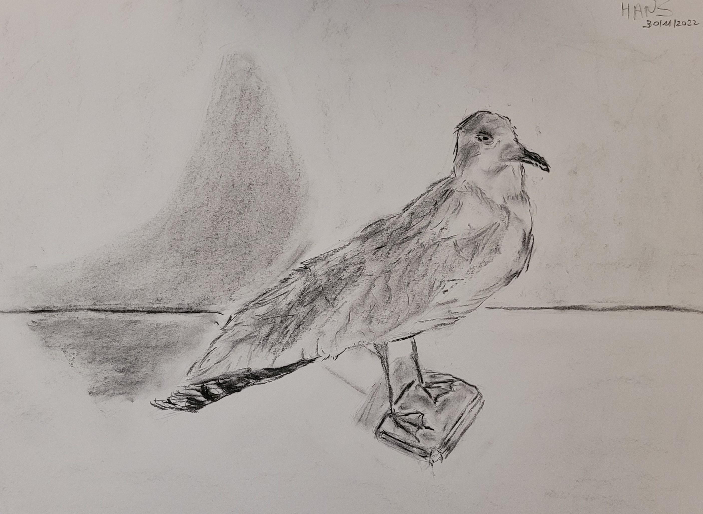 Seagull