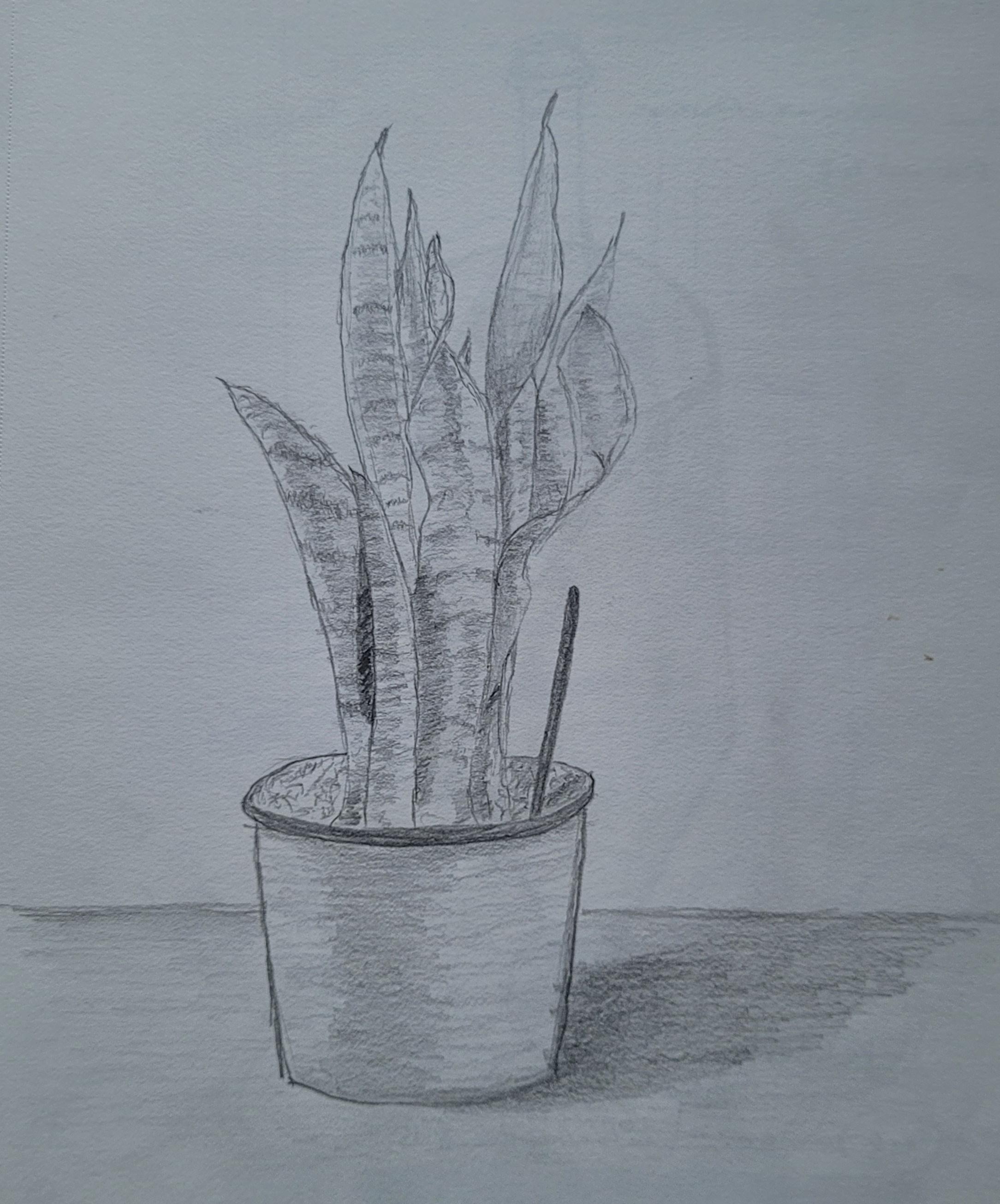 Sansevieria